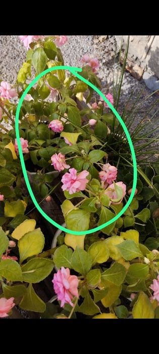 Продаю цветы Бальзамин махровый ,и др