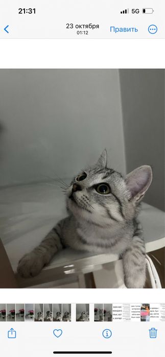 Котенок 4 месяца шотландская короткошерстная