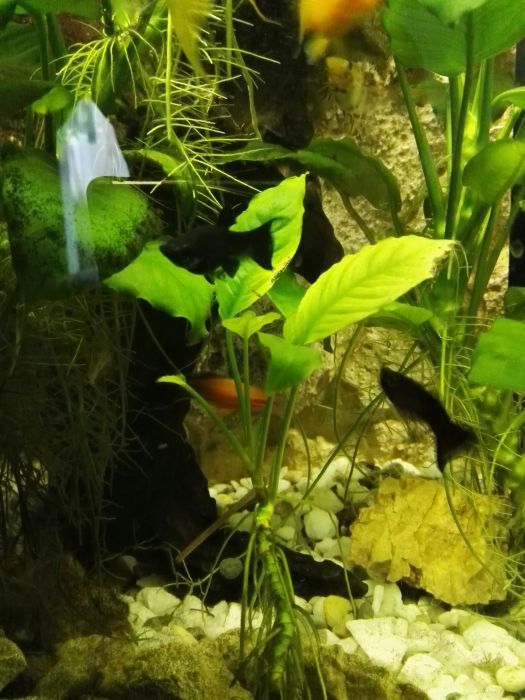 anubias bateri , ceratopteris planta acvariu