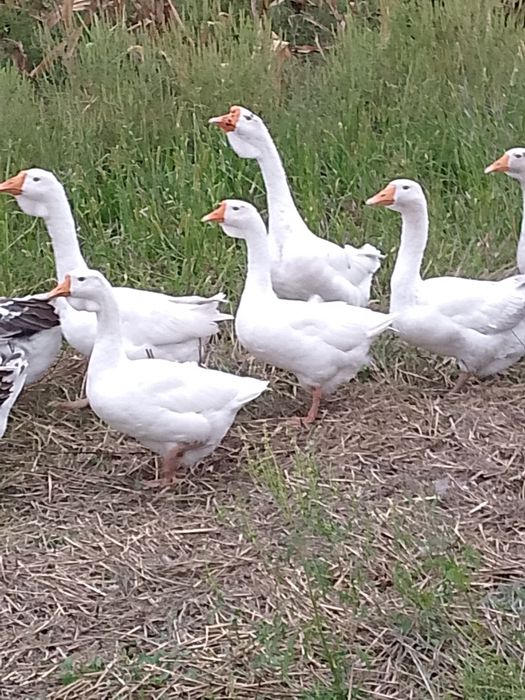 Pui găină,  gâște rațe
