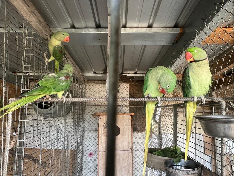 Vand pui papagal marele alexander