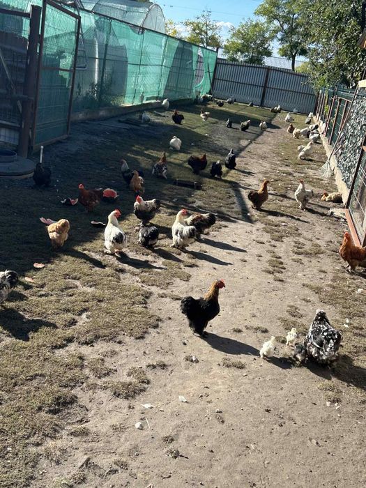 Gainusi pitice chochinchina