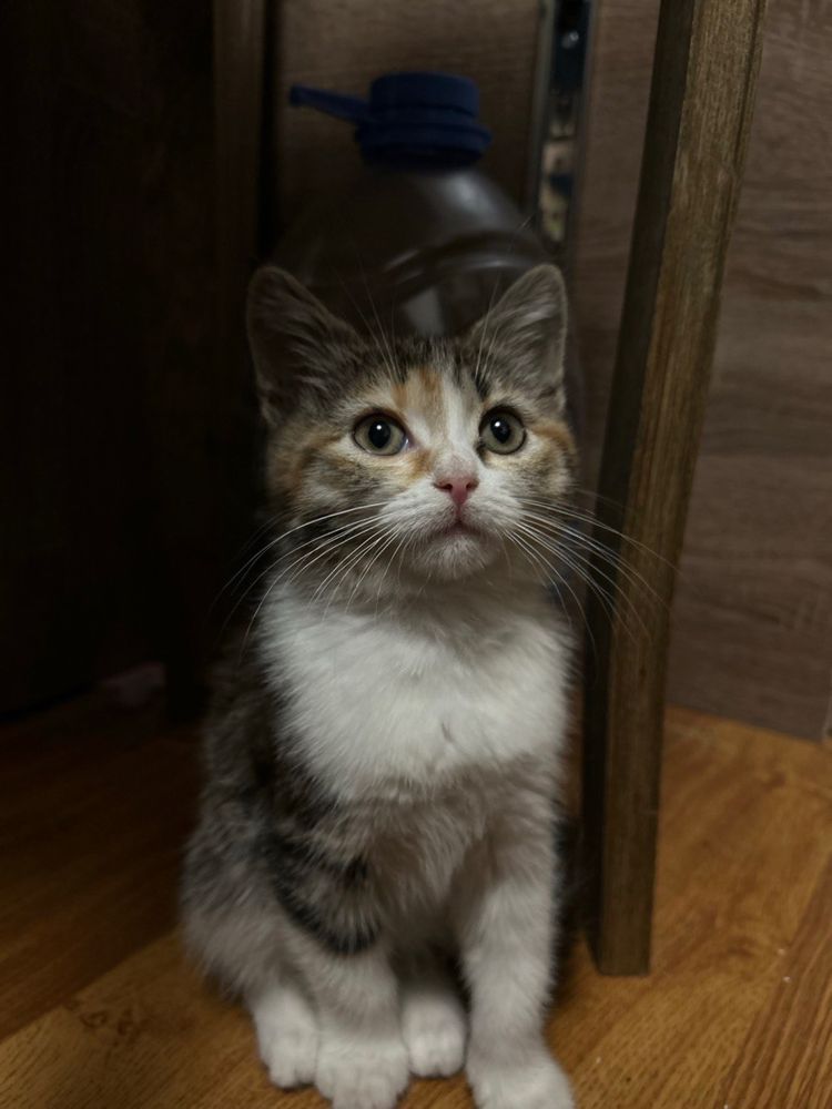 Котенок в добрые руки
