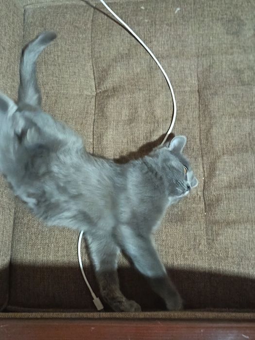 Кошки мушуча сотлоди