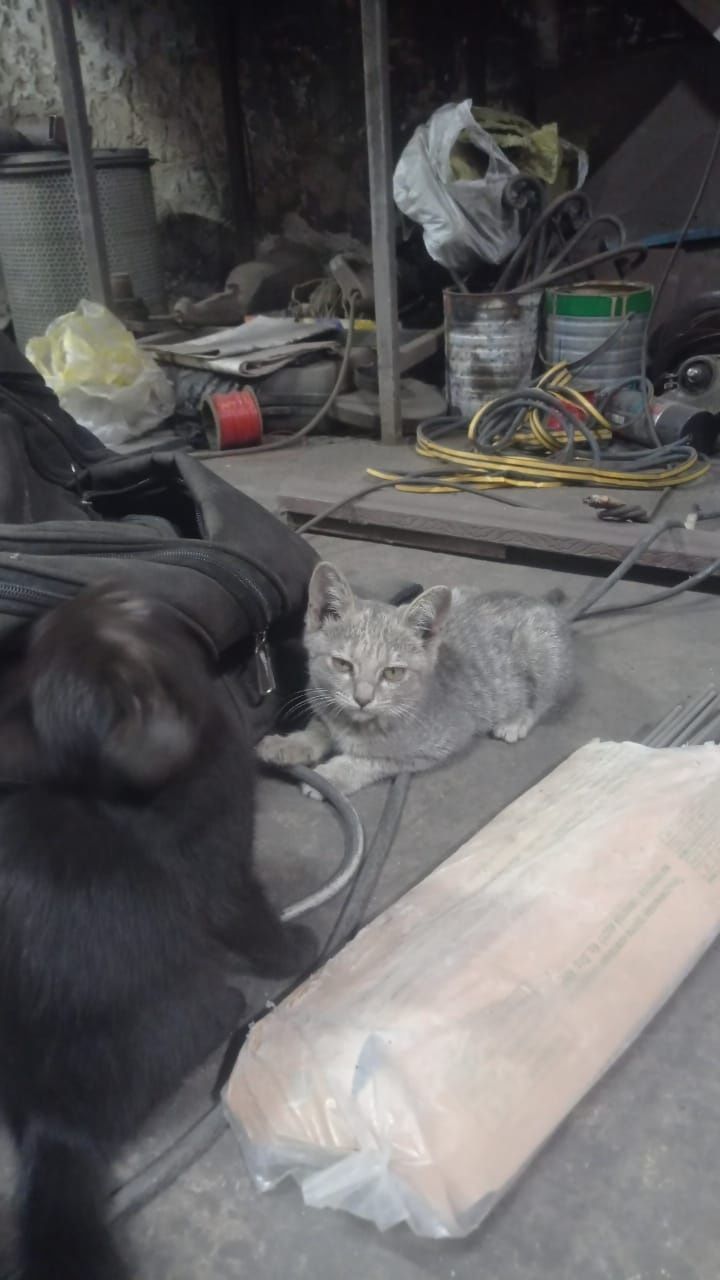 Подарим милых котят