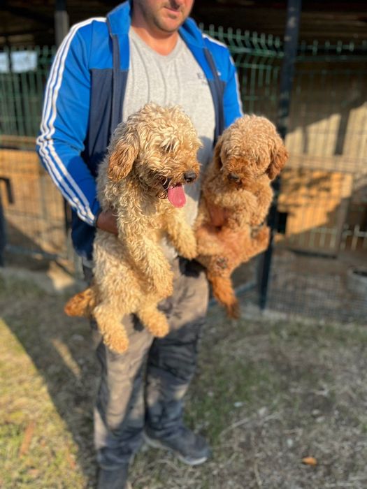 Мини пудели -  родители