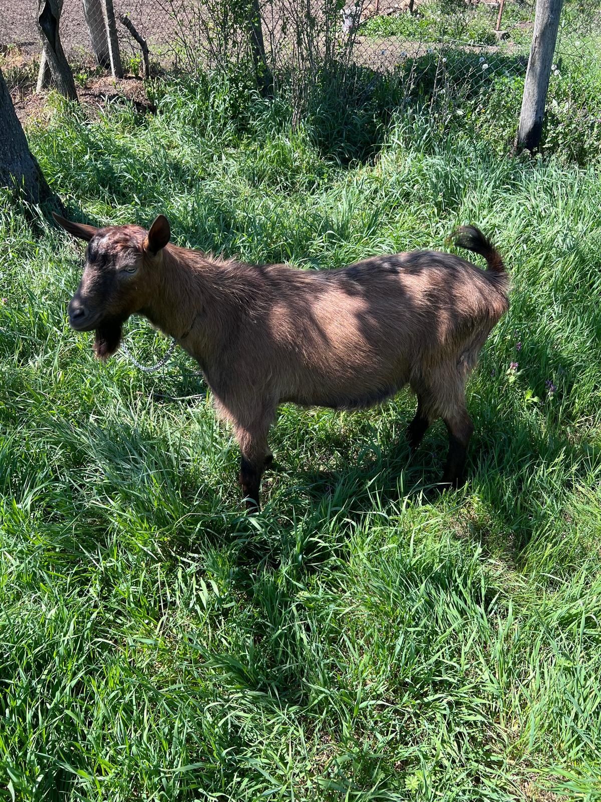 Vând Țap alpin francez