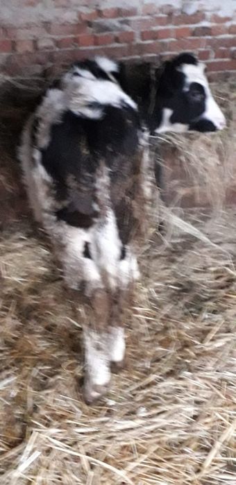 Vând tauras de sacrificat de sacrificat mai multe detali la telefon