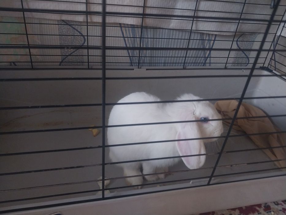 Продам кролика декоративный девочка