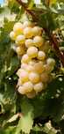 Vând struguri vin, Sahateni, Buzau (Dealu Mare) 3.5 lei/kg negociabil