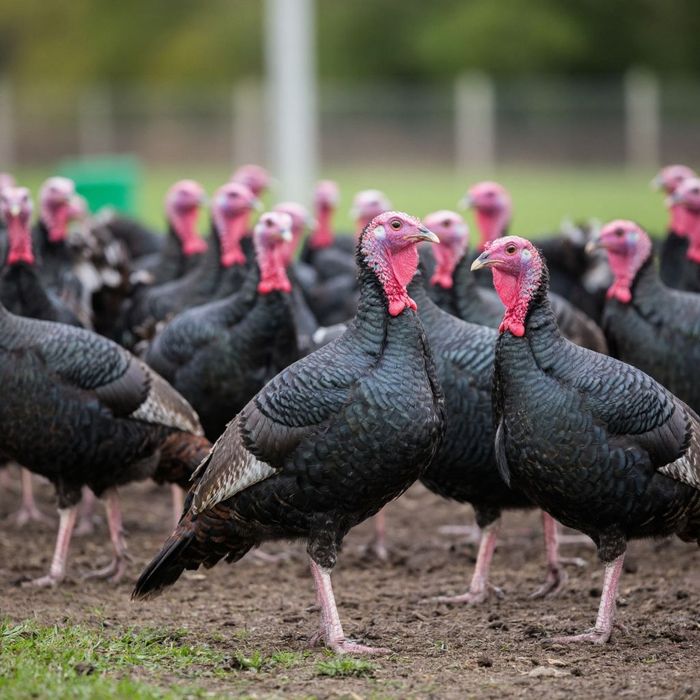 Куркалар сотилади