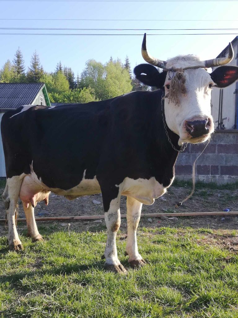 Vaca de vanzare A 4  vițel ieste fatata ee 2 luni