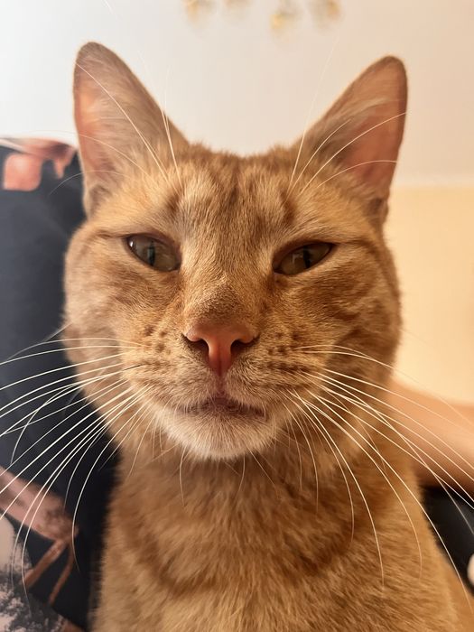 Пропал кот!!! В Районе 8 Микрорайона