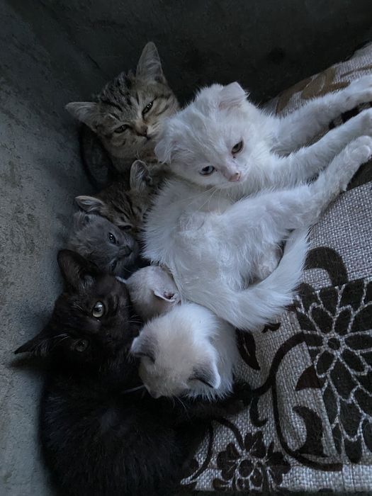 Продам котят разные породы есть черный котик белая кошечка осталась