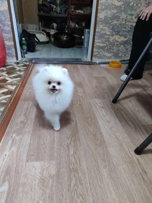 Немецкий шпиц малый