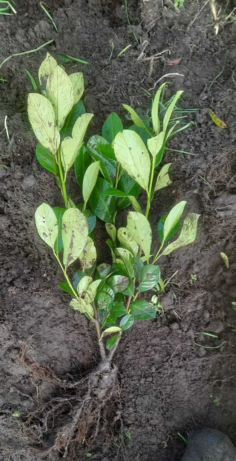 Laur englezesc - Prunus Laurocerasus Rotundifolia, 2 ani, +/-60 cm