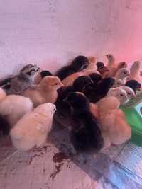 Домашние цветные цыплята