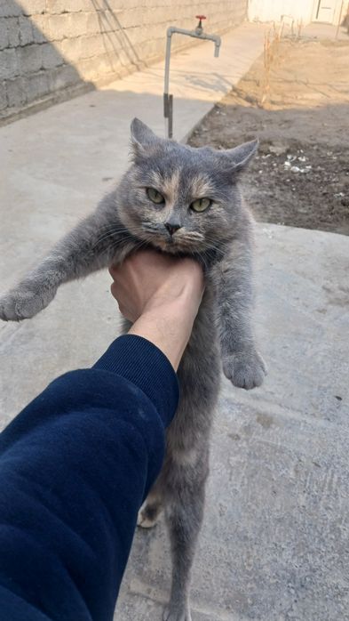 Skotish fold mushuk sotladi srochna