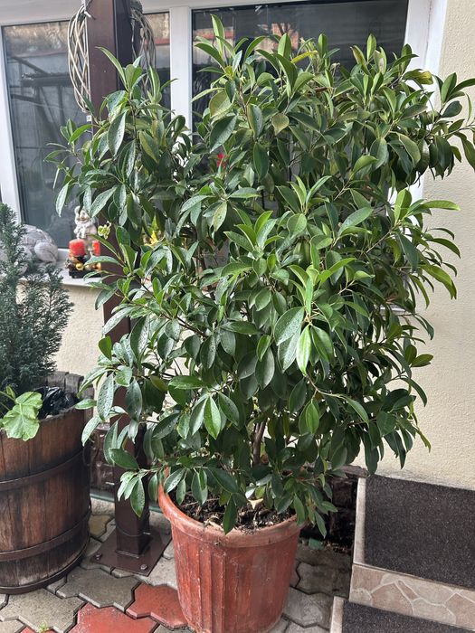 Planta mare birou sau spatiu inchis crescuta de mine cu drag dar nu ma