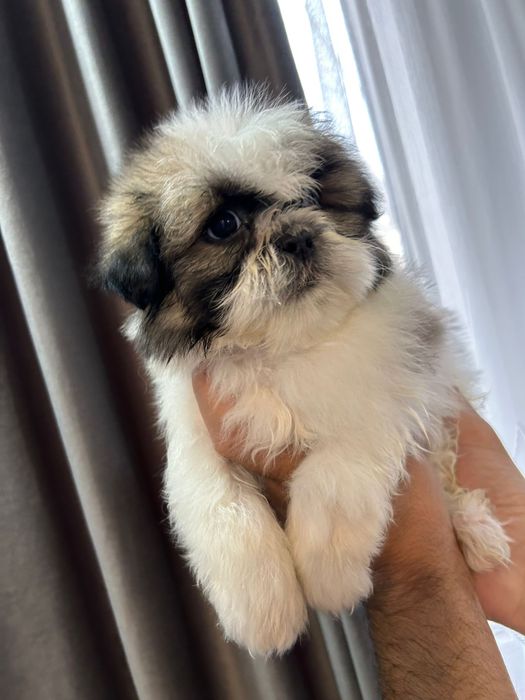 Pui shih tzu de talie micuta 8 saptamani