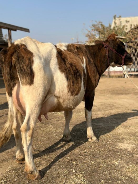 Сүтті бұзаулы сиыр