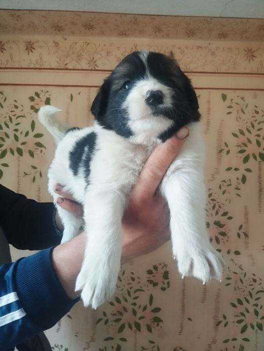 Mascul de Ciobanesc romanesc de Bucovina cu pedigree
