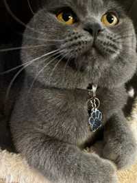 British shorthair blue