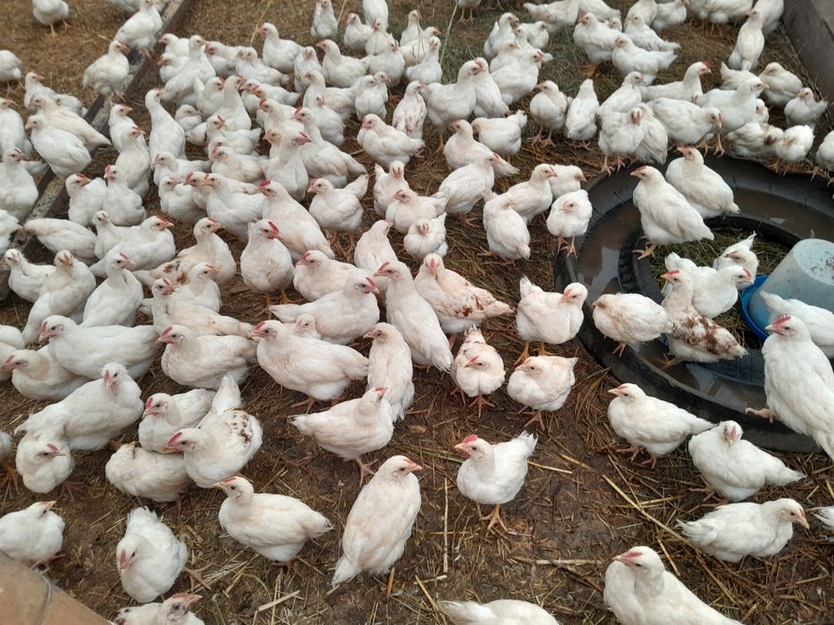 Vând pui de rasă mixtă