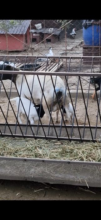 Oaie dorper la a 2 fatare, pereche,