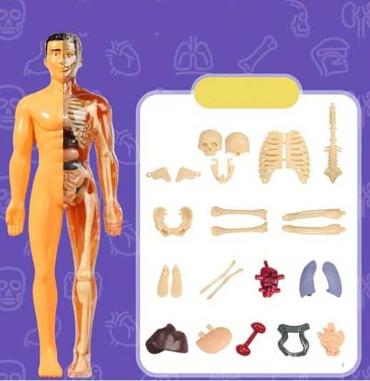 Образователна анатомична фигура - Човешко тяло 3D, 29.5см