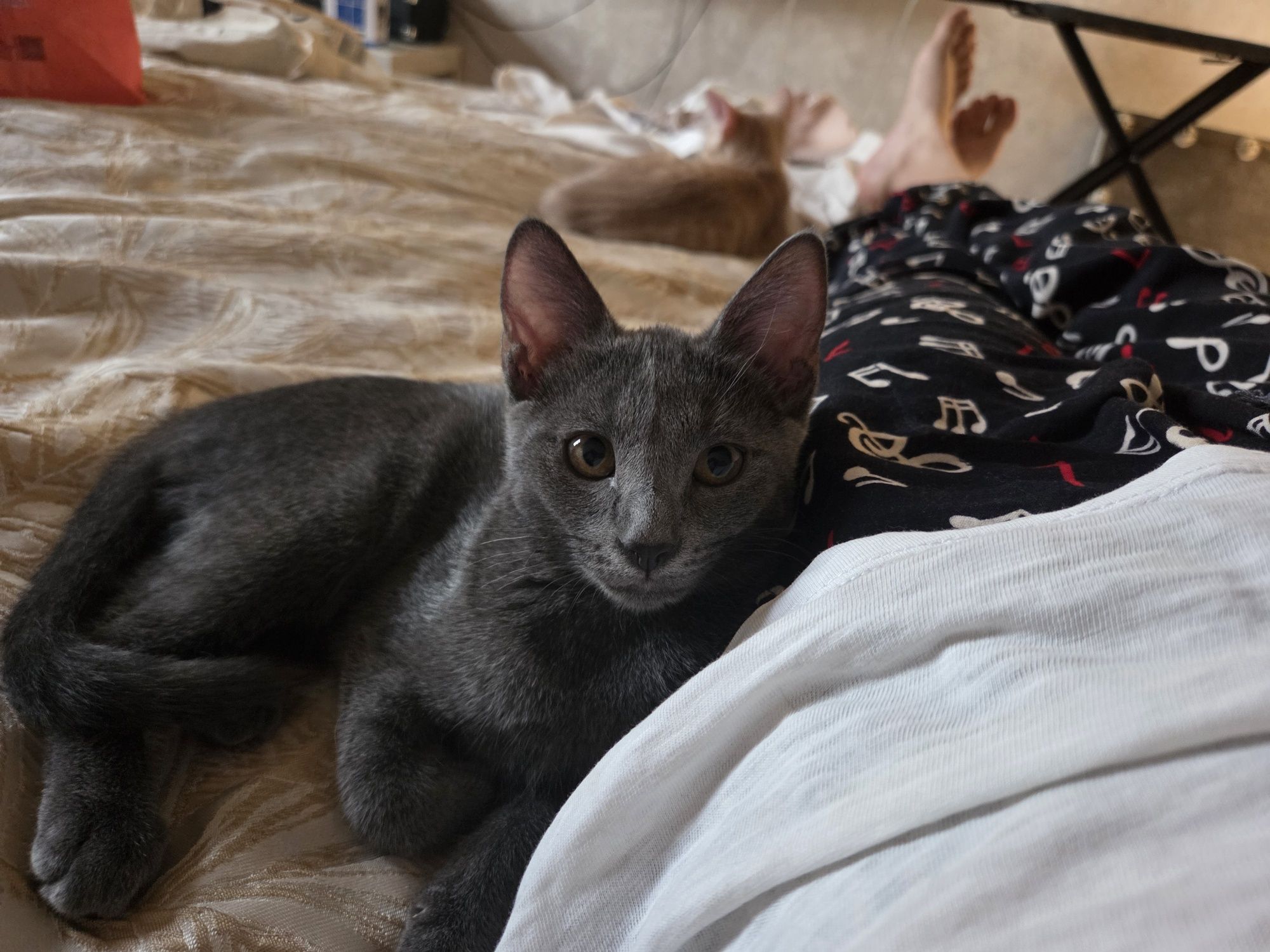 Пристраиваем котёнка