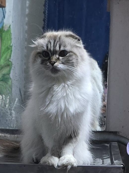 Отдам кошку веслаухая