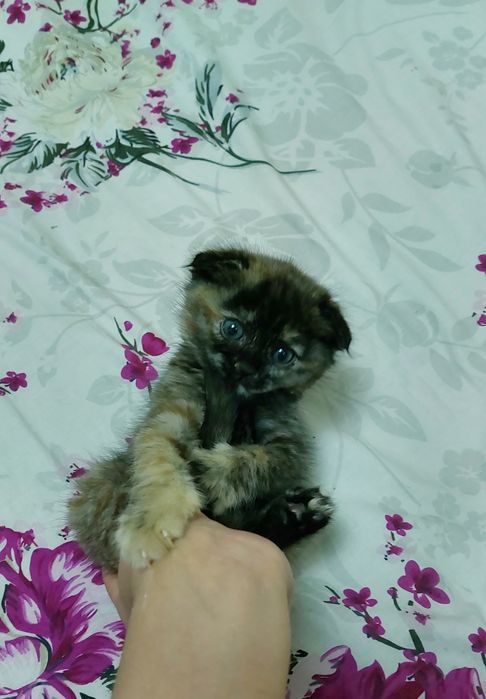 Скоттиш Фолд 1,5 oylik