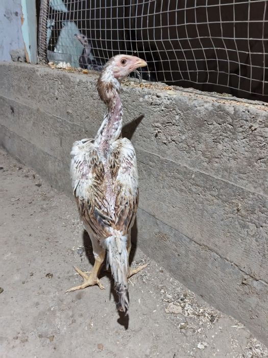 Kulangi xórozcha va tovuqcha sotiladi