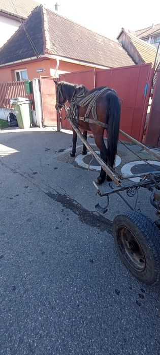 Animalele domestice cai