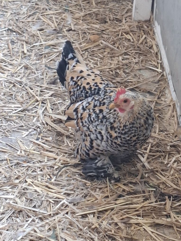 De vânzare 2 găini pitici rasa Mii de flori