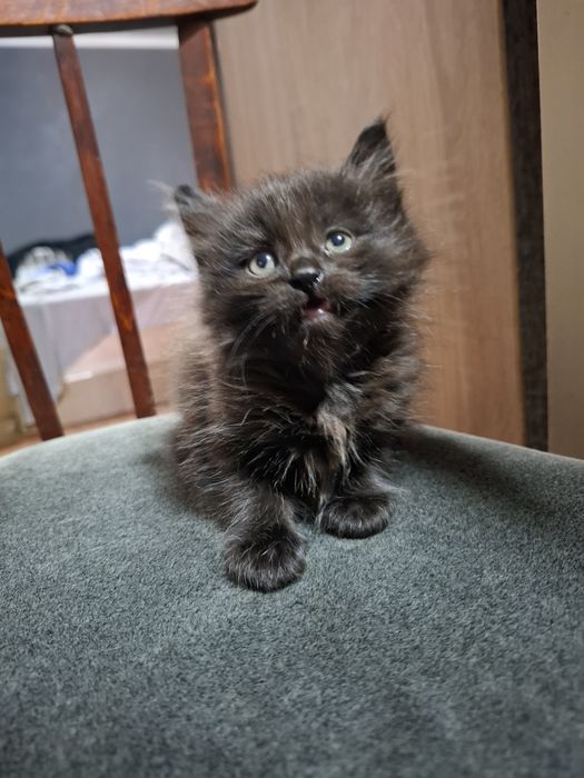 Отдам котенка в хорошие руки