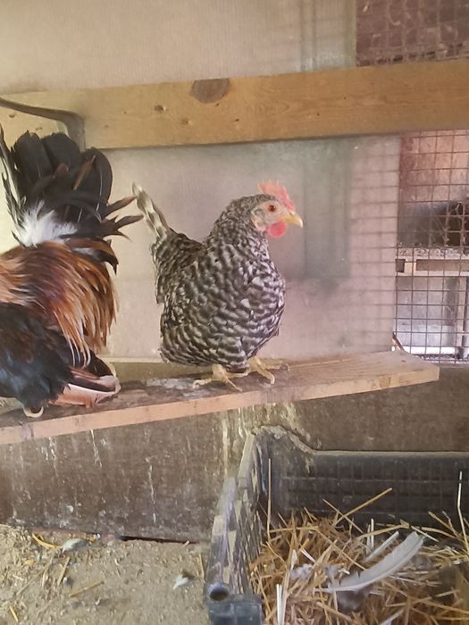 Pereche chabo și o găinușă pitica comuna