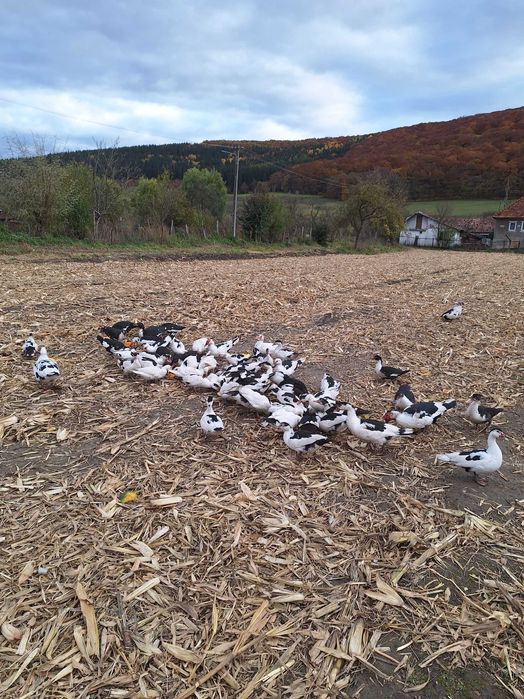 Rate mute din anul 2025