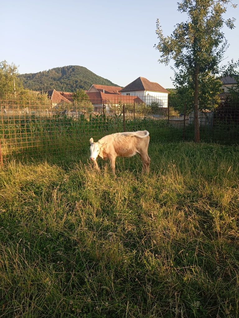 Vițea de vânzare