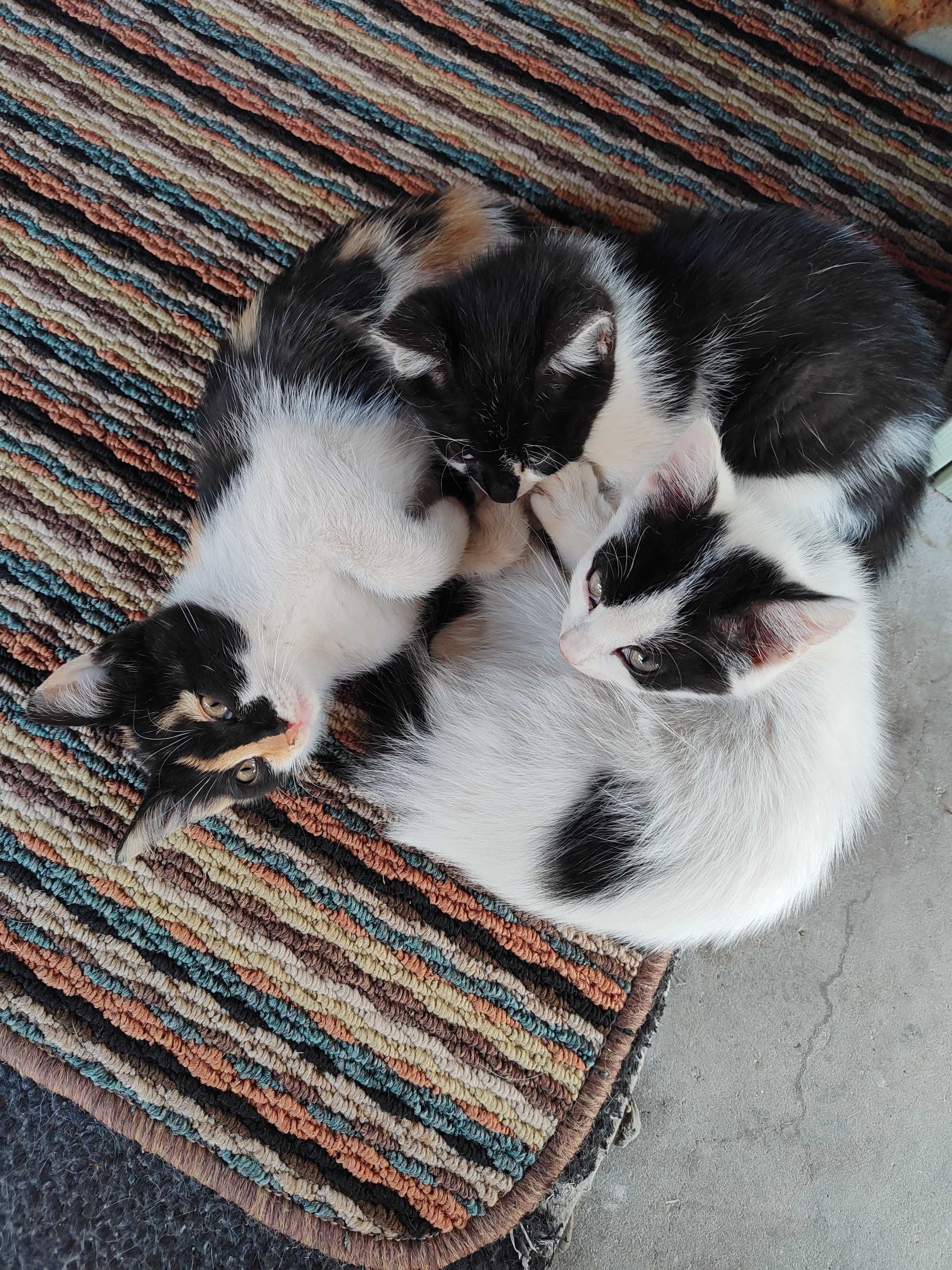 Подарявам котета