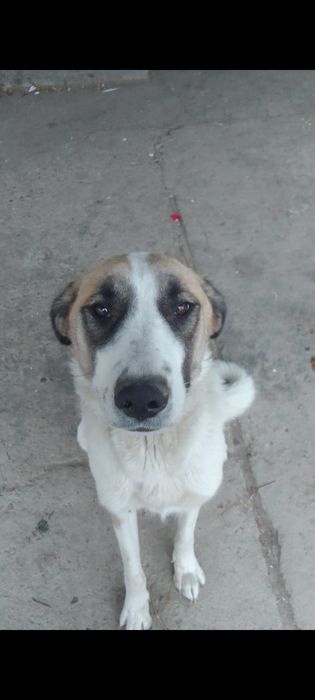 Продам щенков алабая, 7 мальчиков и две девочки Кумшагал