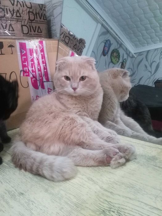 Ищу кошку прямоухую для вязки кота