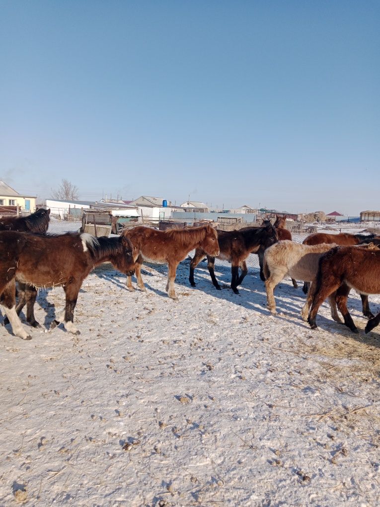 Қазақи айғыр жасы бесте сегіз еркек жабағы сатам