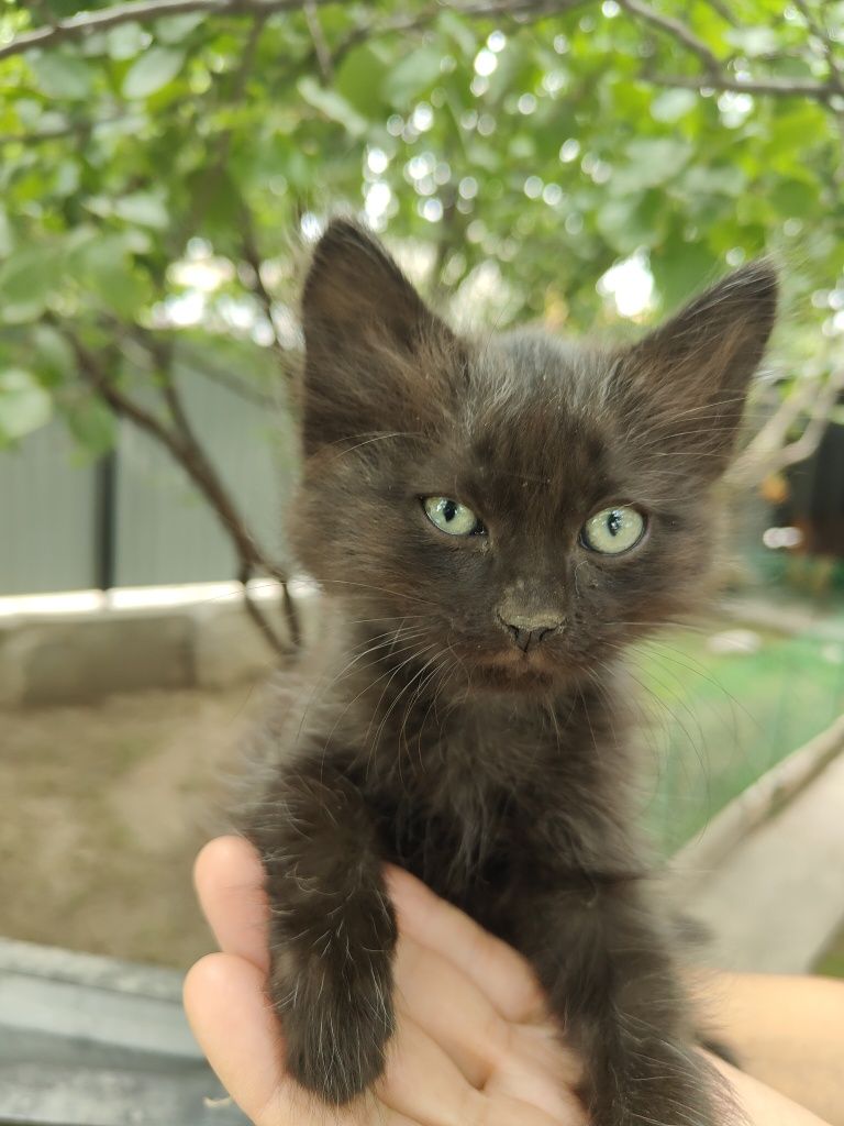 Котятки в добрые руки!