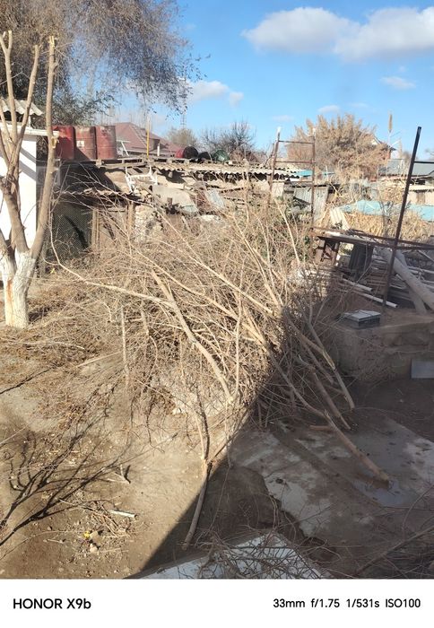 ағаштын бұтақтары