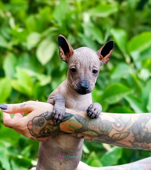 Xoloitzcuintli mini/xolo mini/mexican fara par cu pedigree - baietel