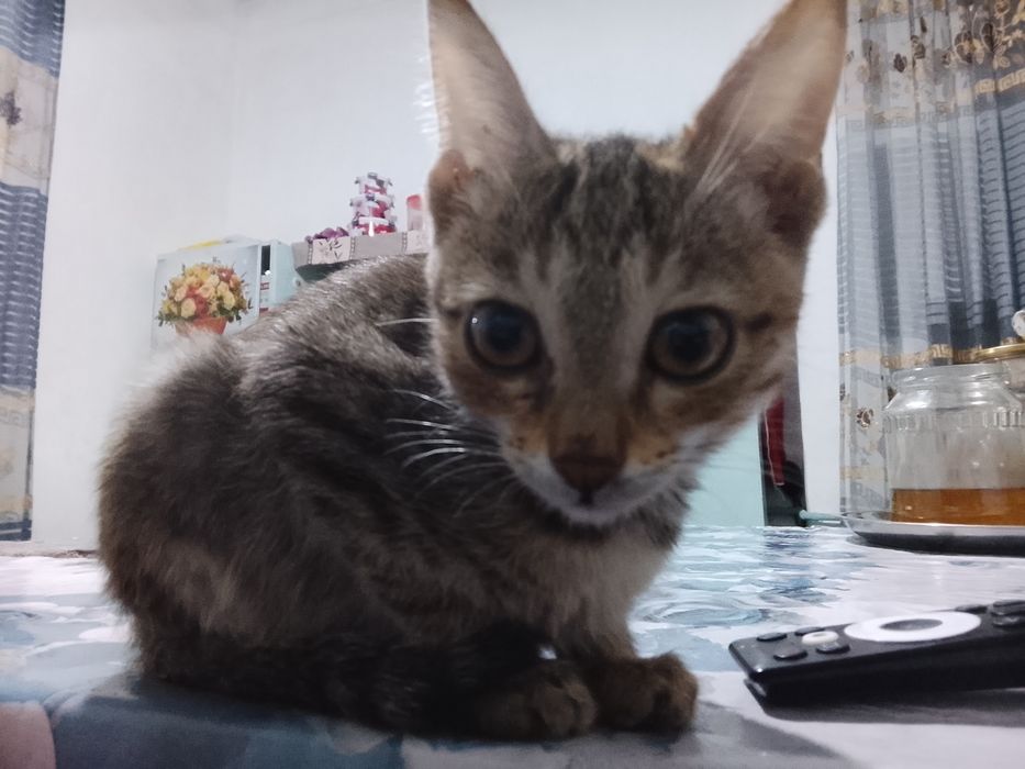 В добрые руки. Yaxshi qaraydigan mexribon insonlarga xadiyaga beriladi