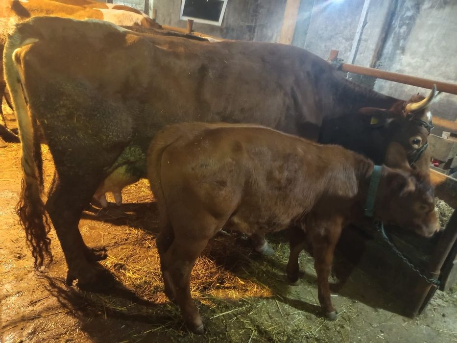 Vând vacă cu vițică