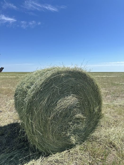 Продам сено в рулонах житняк